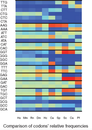 RSCU_RS: Measuring the bias in codon usage from ribosomal activity